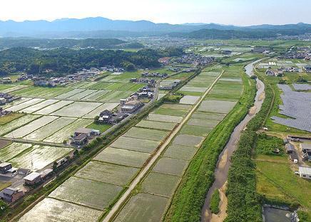 丹後地域の稲作風景