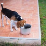 ペットにウォーターサーバーの水をあげても平気？注意点とおすすめのサーバー